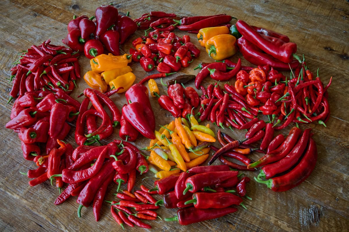 a variety of fresh heirloom peppers grouped by variety on a rustic wooden table