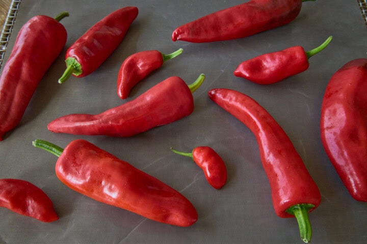 fresh piment d'espelette peppers on a dehydrator tray