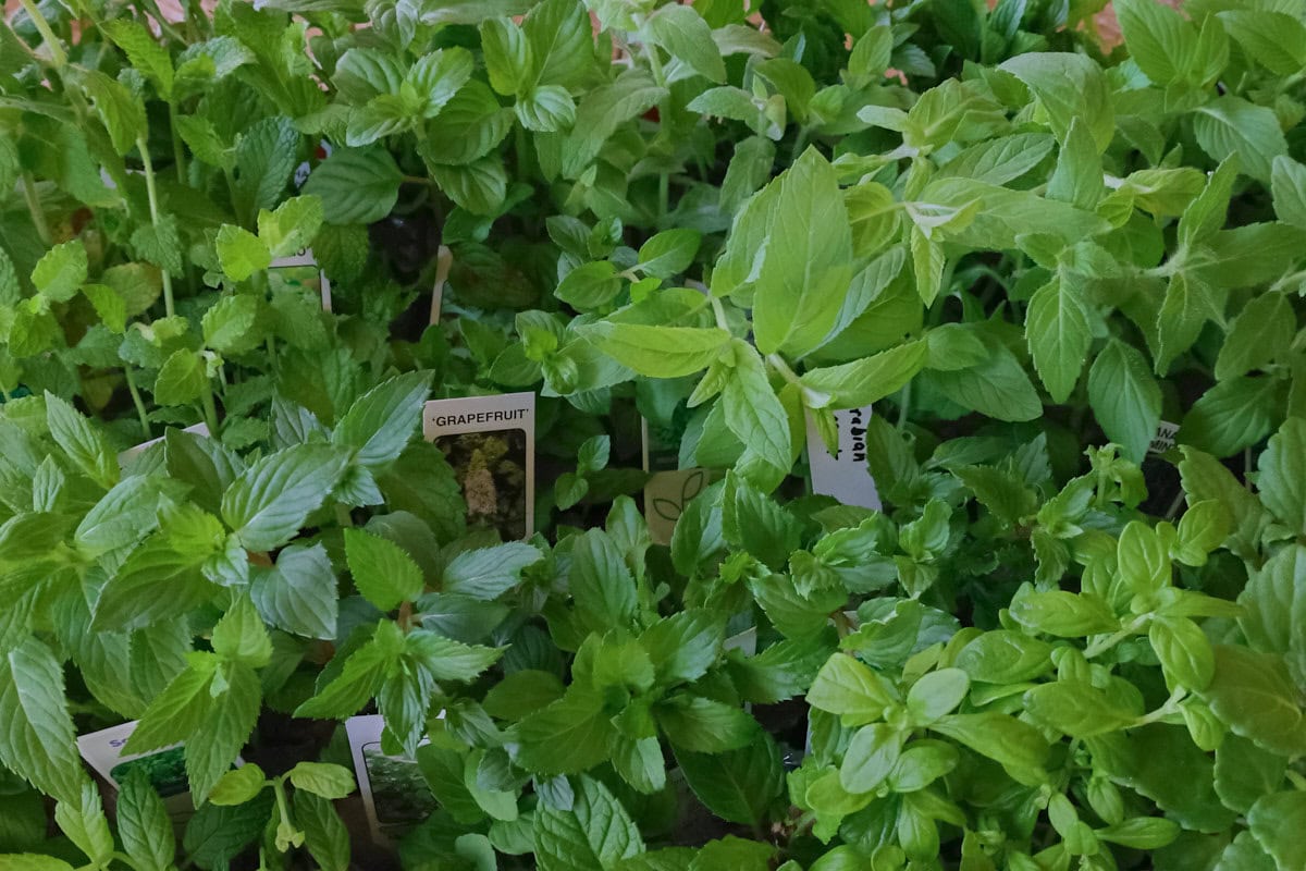 a close-up of mint seedlings
