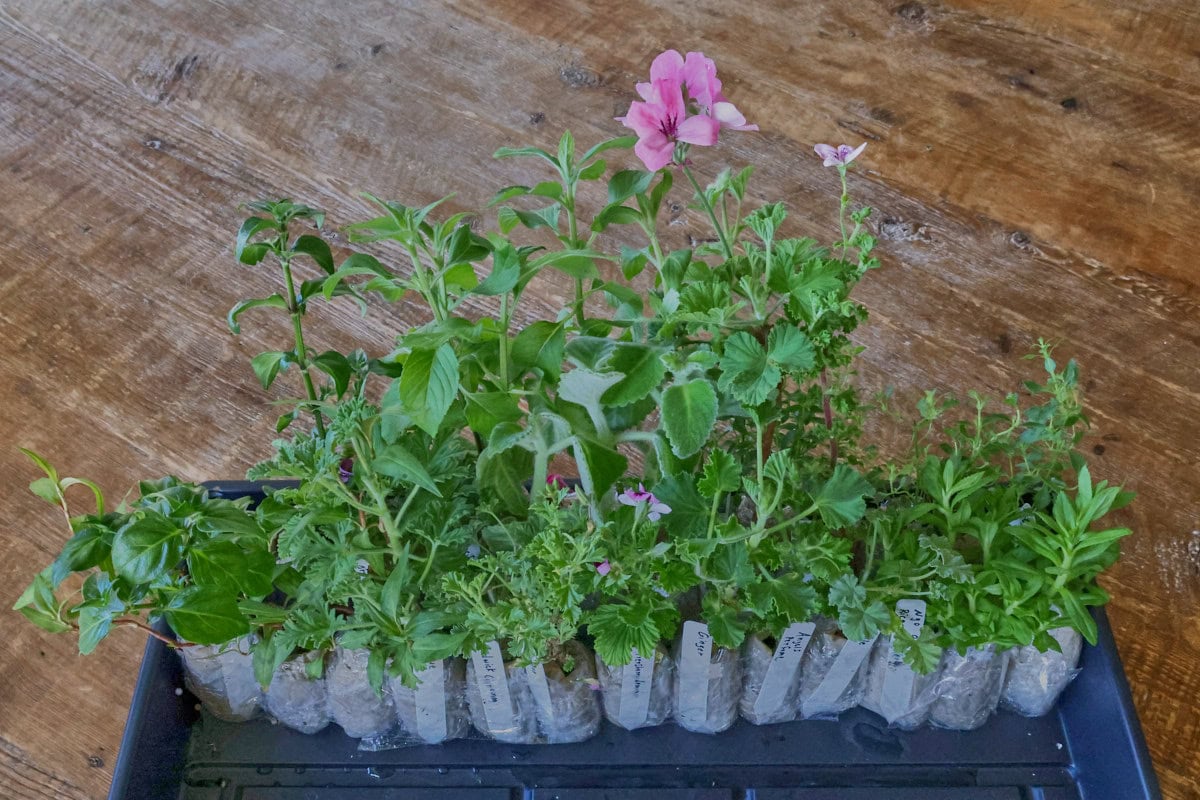 scented geranium and other herb seedlings in a tray