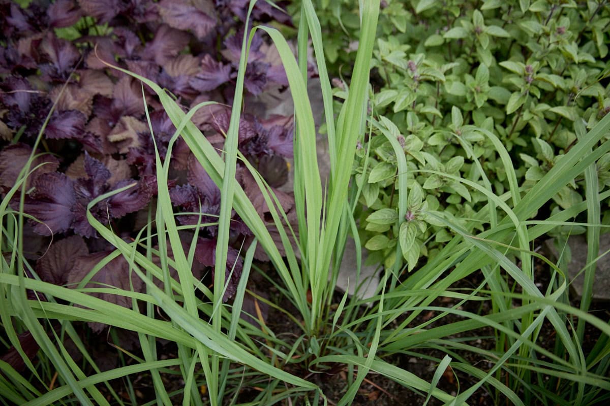 lemongrass, red shiso, and african blue basil plants, with random paving stones in between