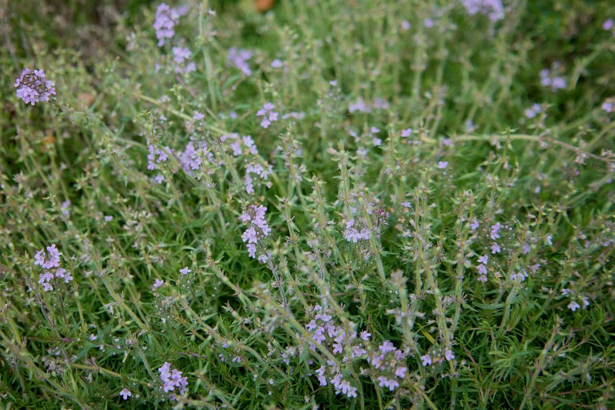 flowering orange spice thyme plants