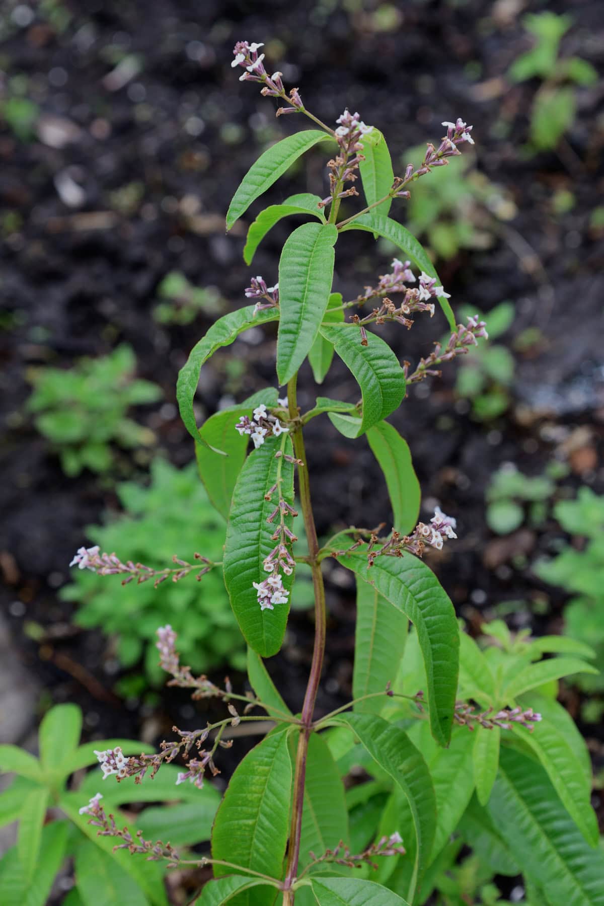 a stem of flowering lemon verbena growing in a garden