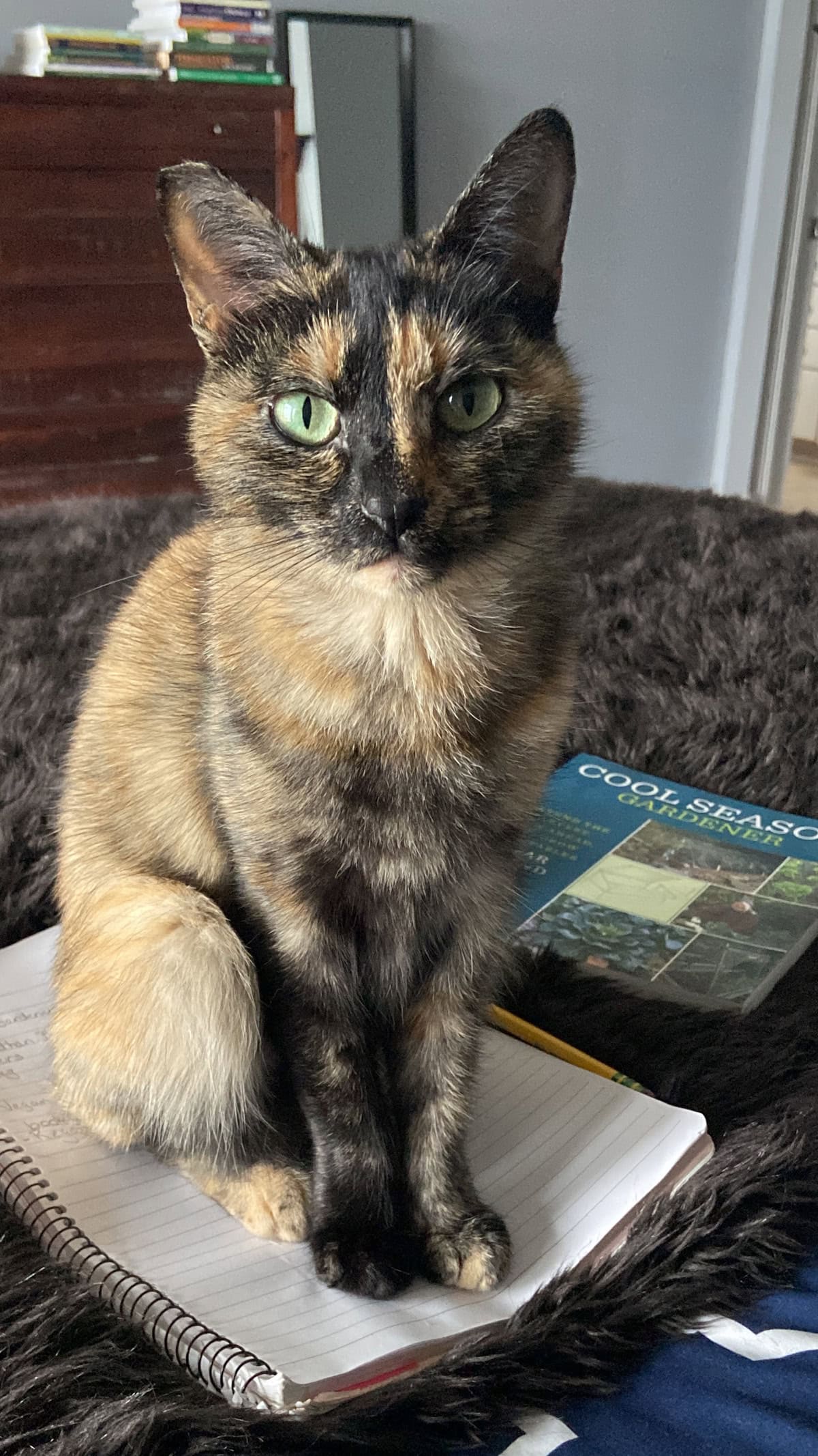 a tortie cat on a notebook on a blanket on a bed, with a pencil and gardening book in the background