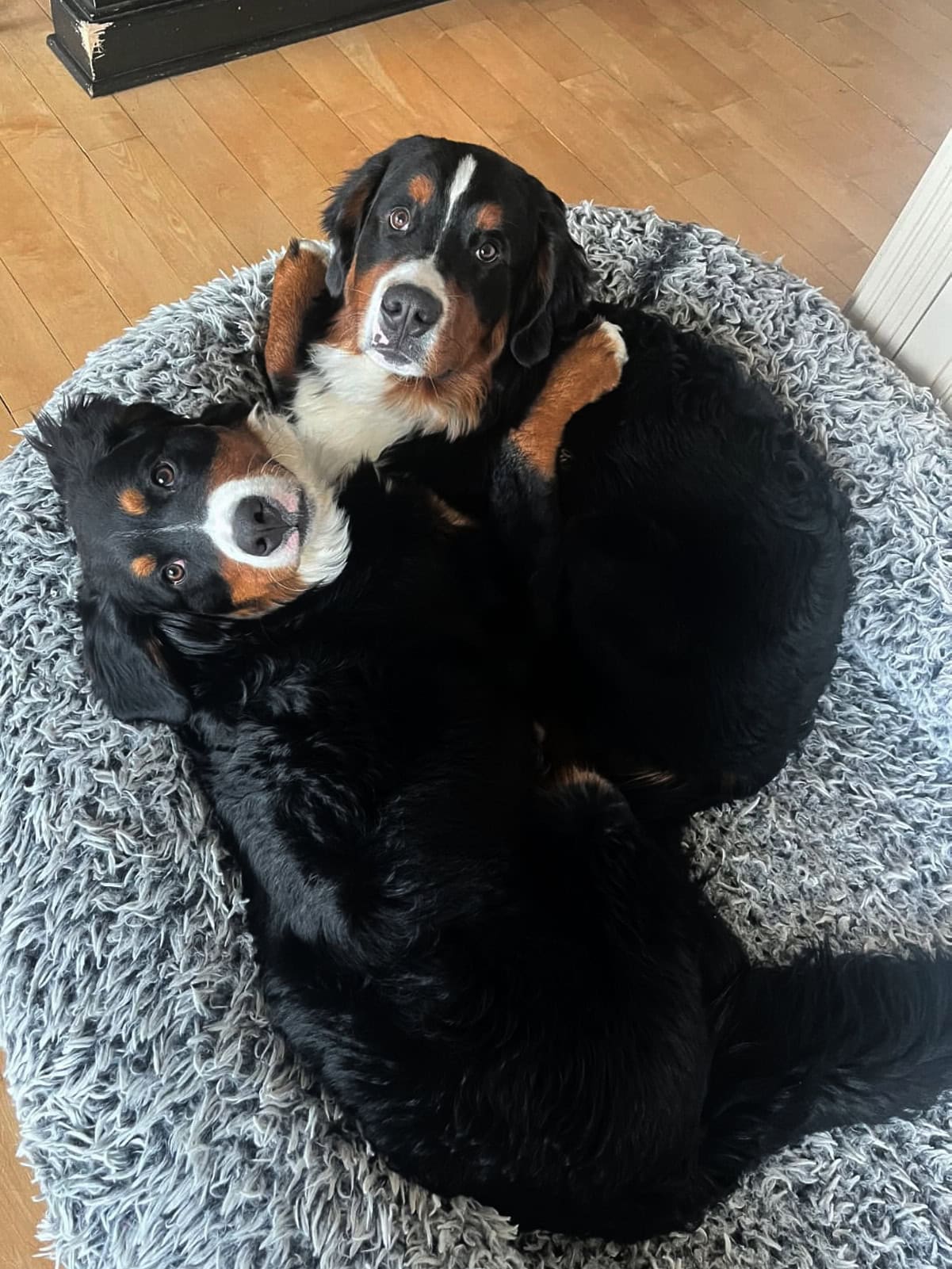 2 bernese mountain dogs in a dog bed, looking up at the camera