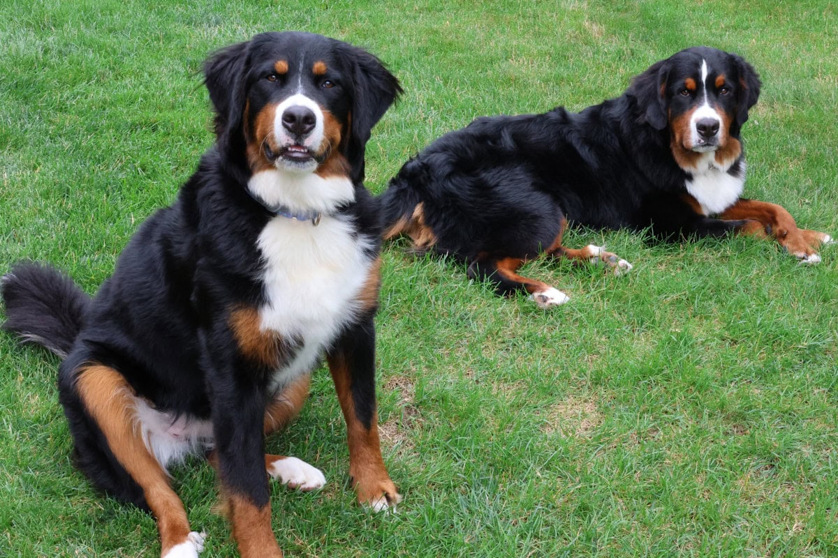 2 bernese mountain dogs outside on the grass