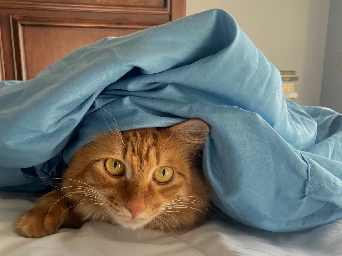 an orange cat on a bed with a sheet over him, and his face peeking out