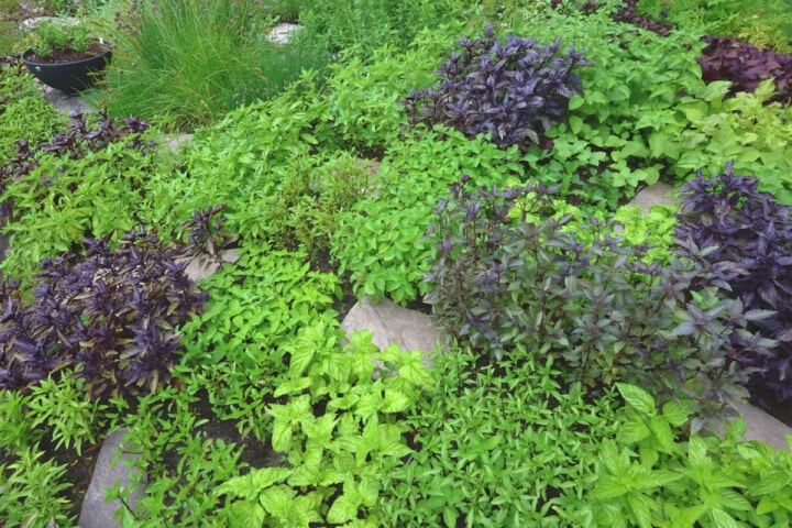 a variety of basil plants growing in an herb garden