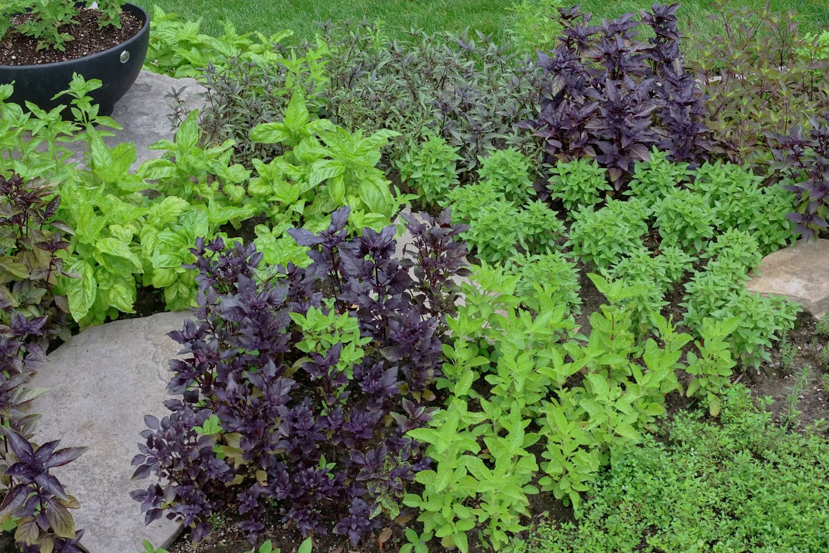 a variety of basil plants growing in an herb garden