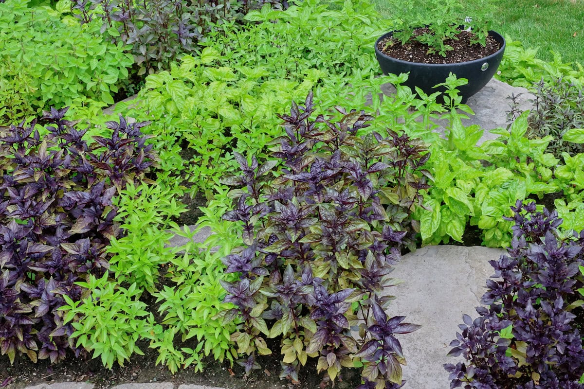 a variety of basil plants growing in an herb garden