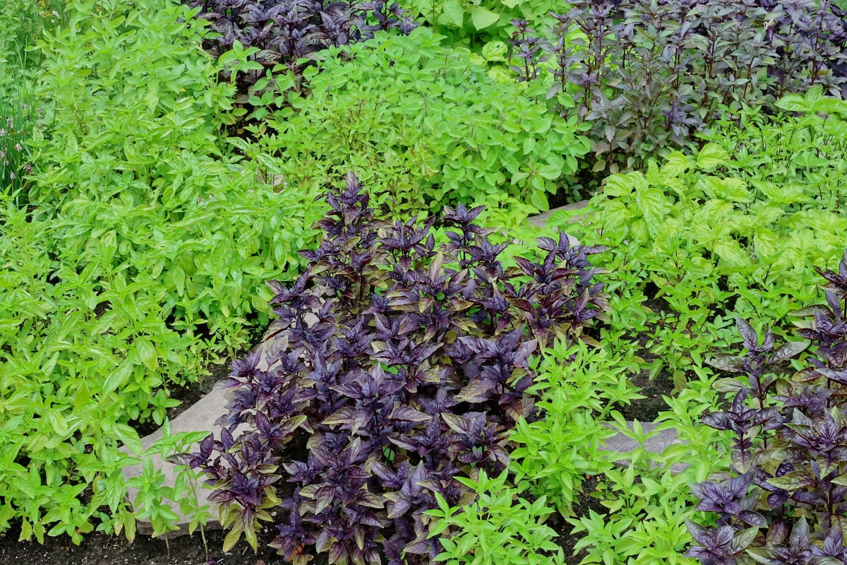a variety of basil plants growing in an herb garden