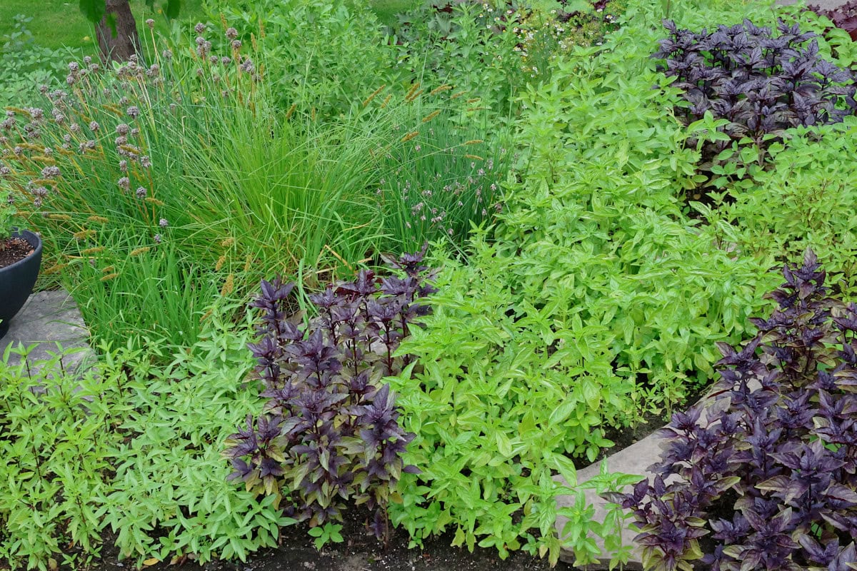 a variety of basil plants growing in an herb garden