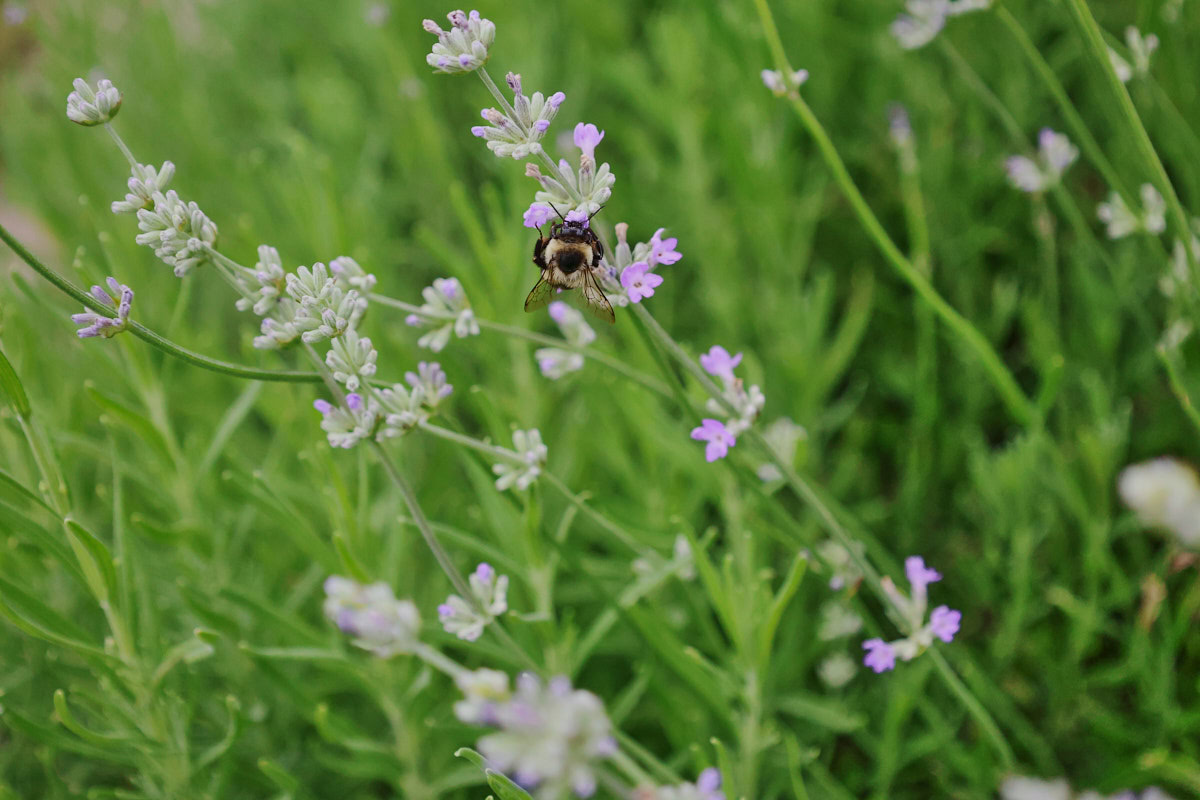 a bee on a flowering lavender plant