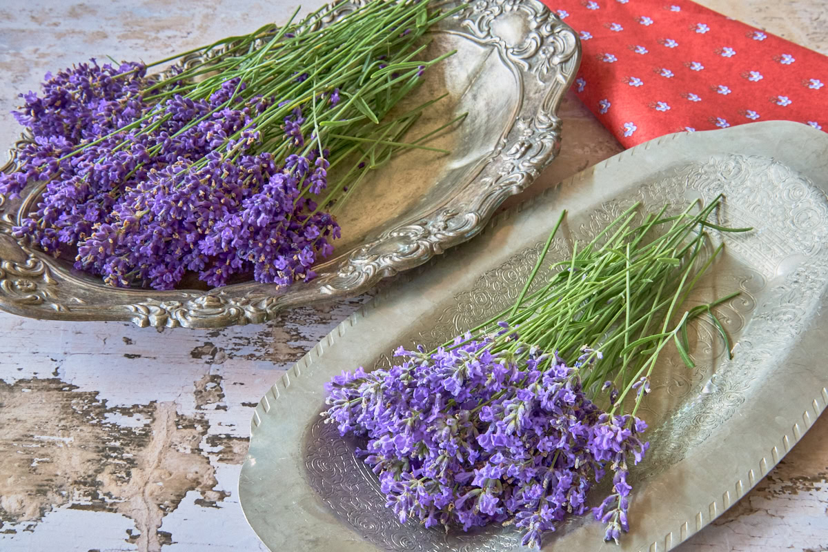 lavender stems with flowers on 2 trays and a napkin