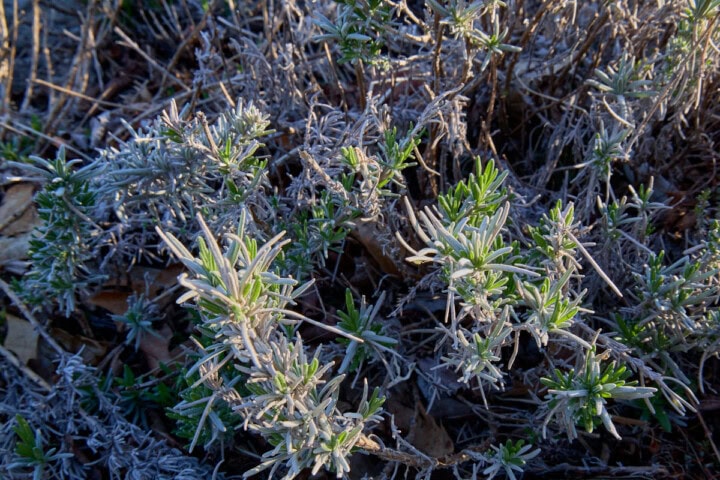 lavender plants beginning to show new green leaves after winter