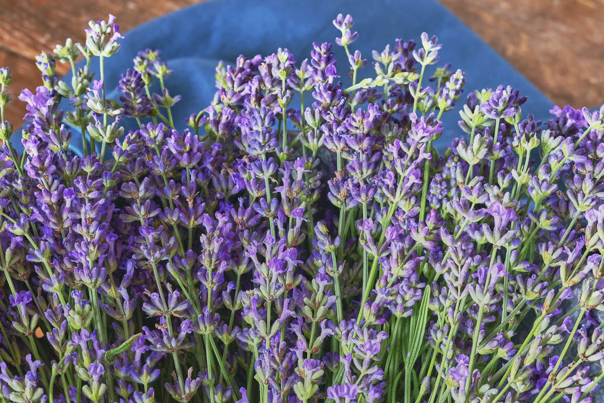 lavender stems with flowers on a napkin