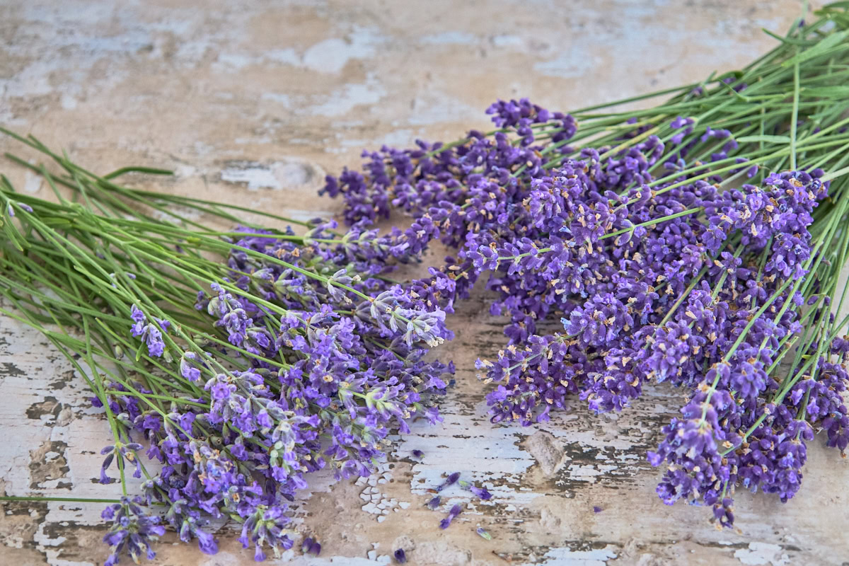 lavender stems with flowers