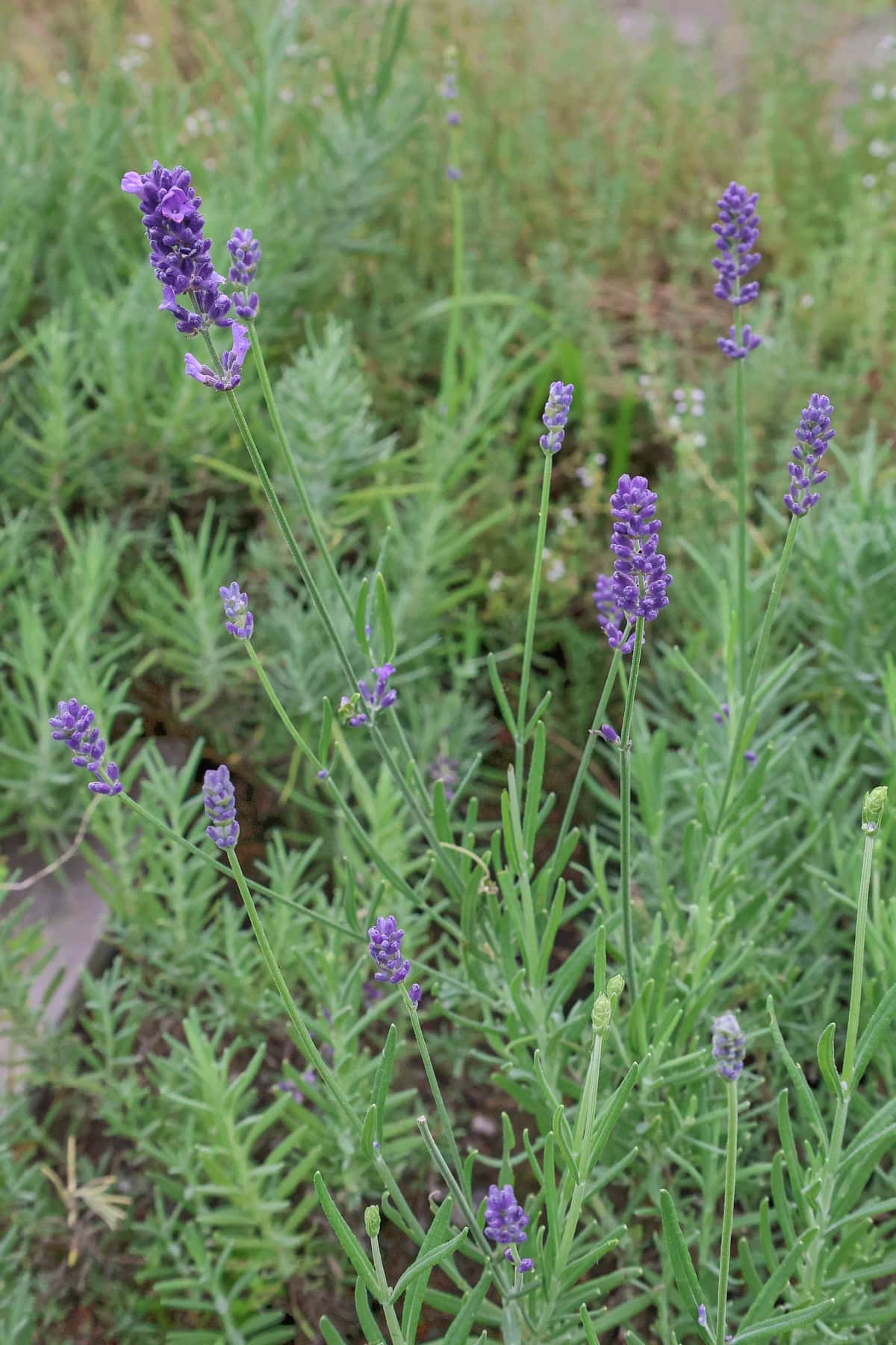 flowering munstead lavender plants