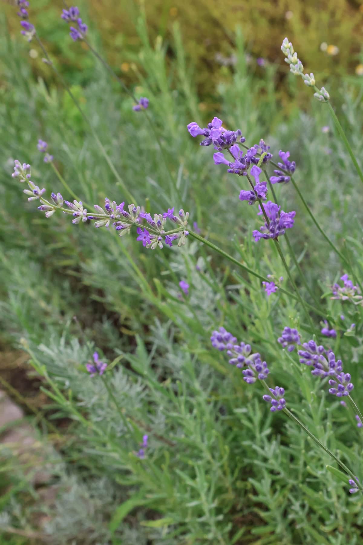 flowering munstead lavender plants