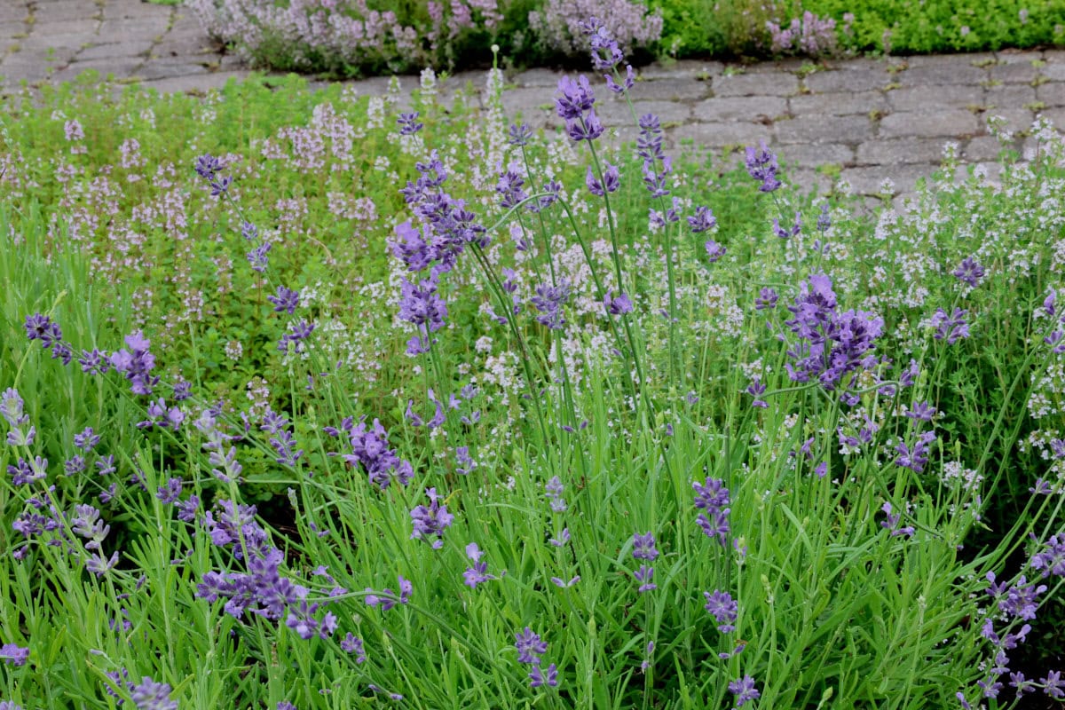 flowering lavender and thyme plants