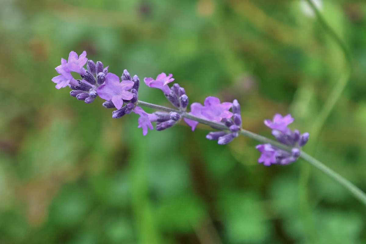 a flowering munstead lavender stem