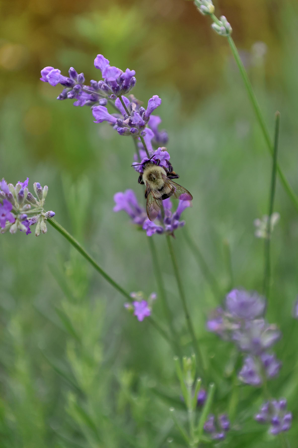 flowering munstead lavender plants with a bee on a flower
