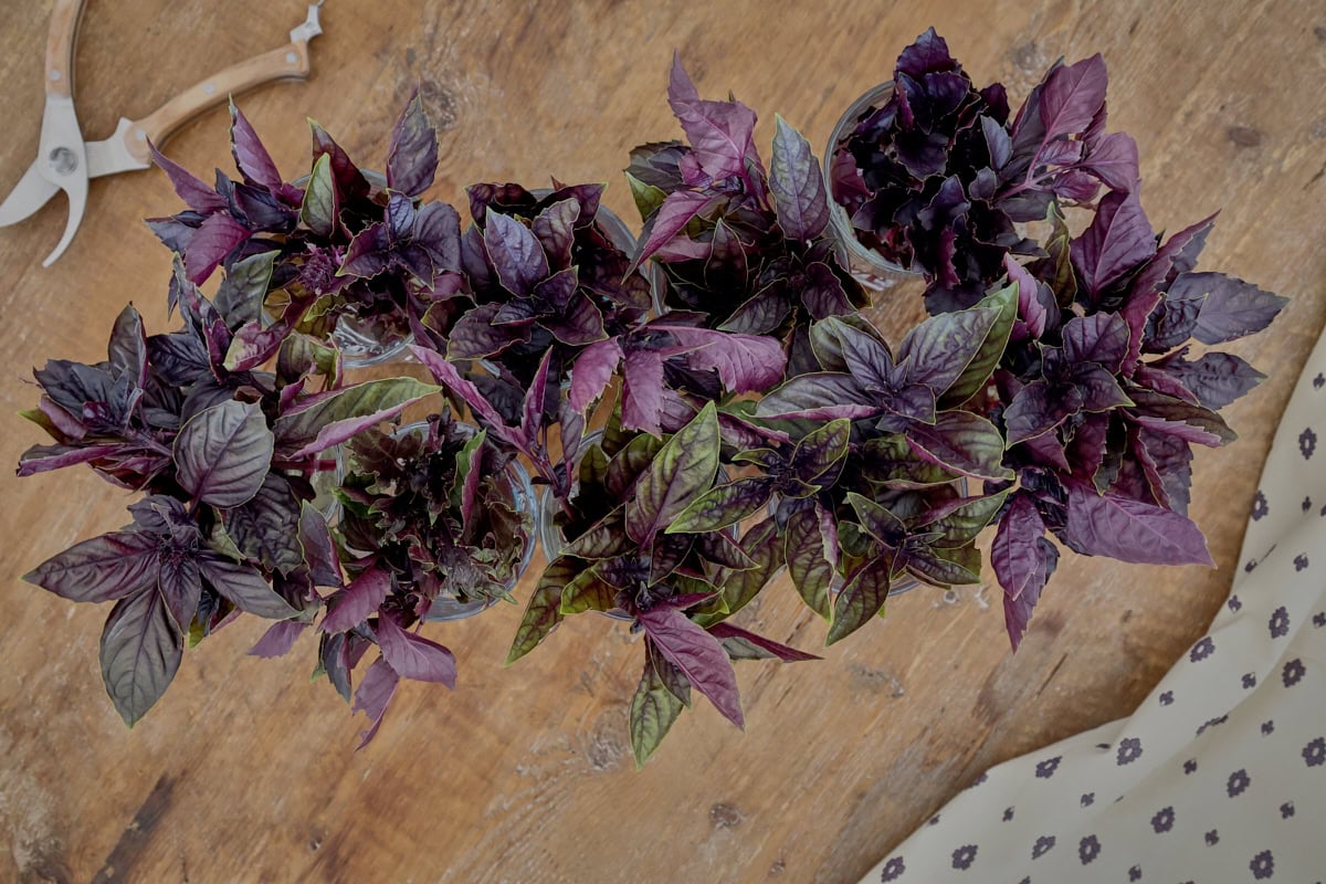 purple basil varieties in vases with a napkin and garden pruners alongside