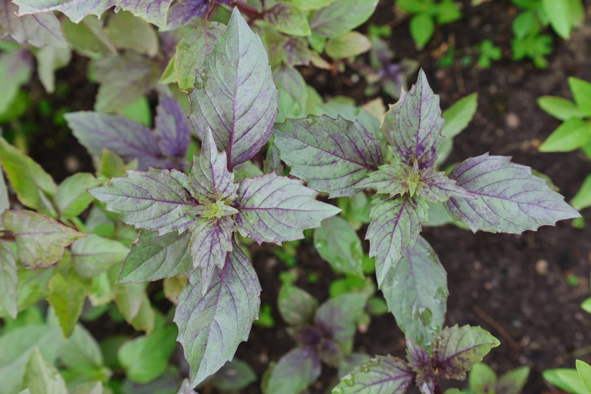 ararat basil plants