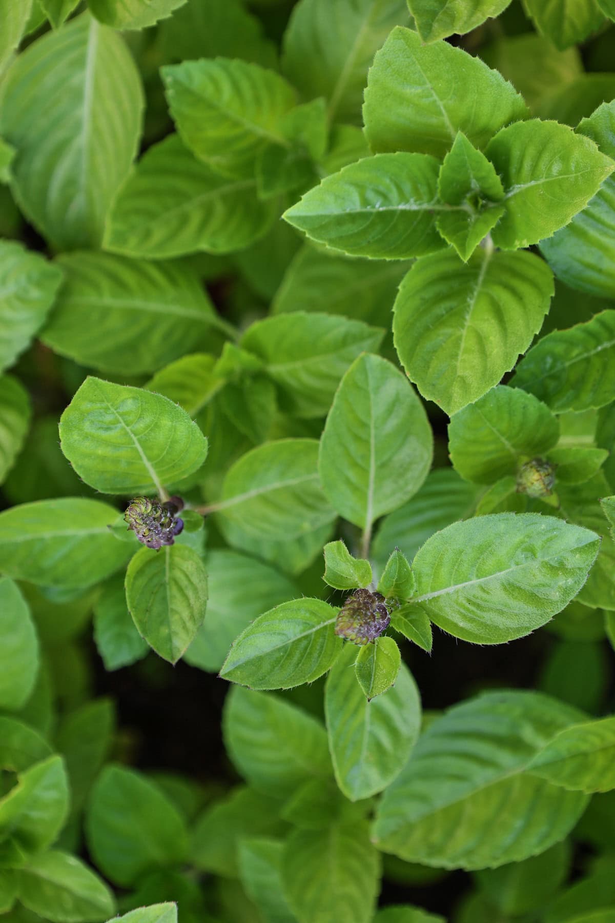 besobela coarse basil plants