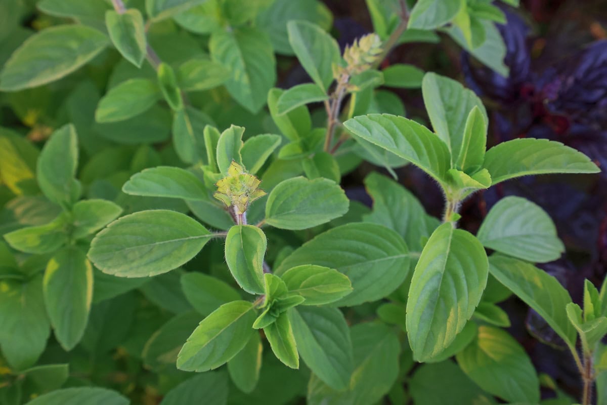 camphor kapoor tulsi plants