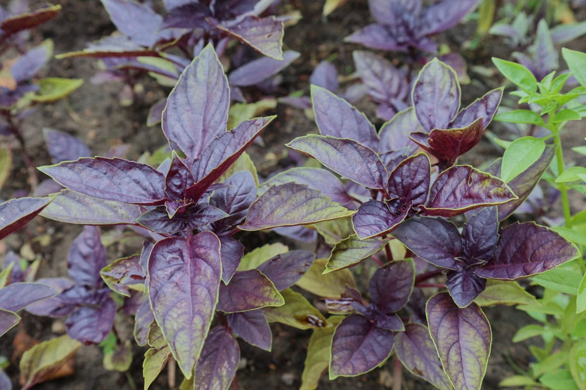 charamel chianti basil plants