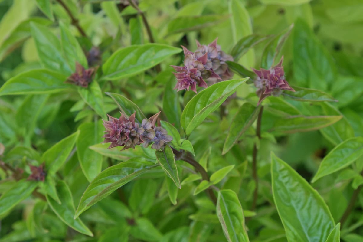 christmas basil plants