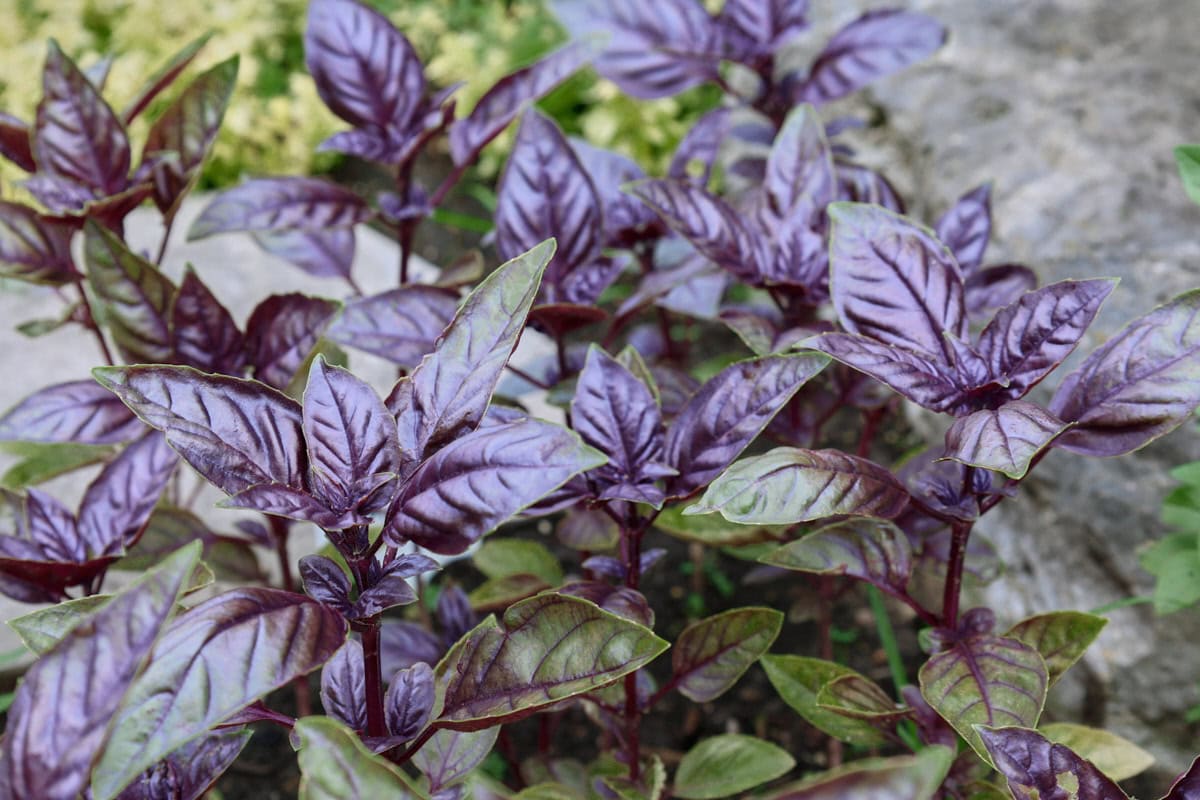 crimson king basil plants