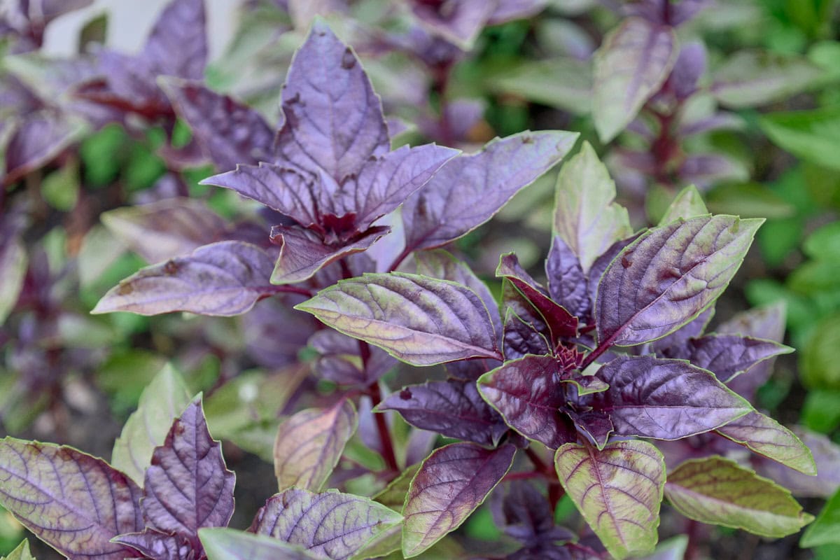 dark opal basil plants