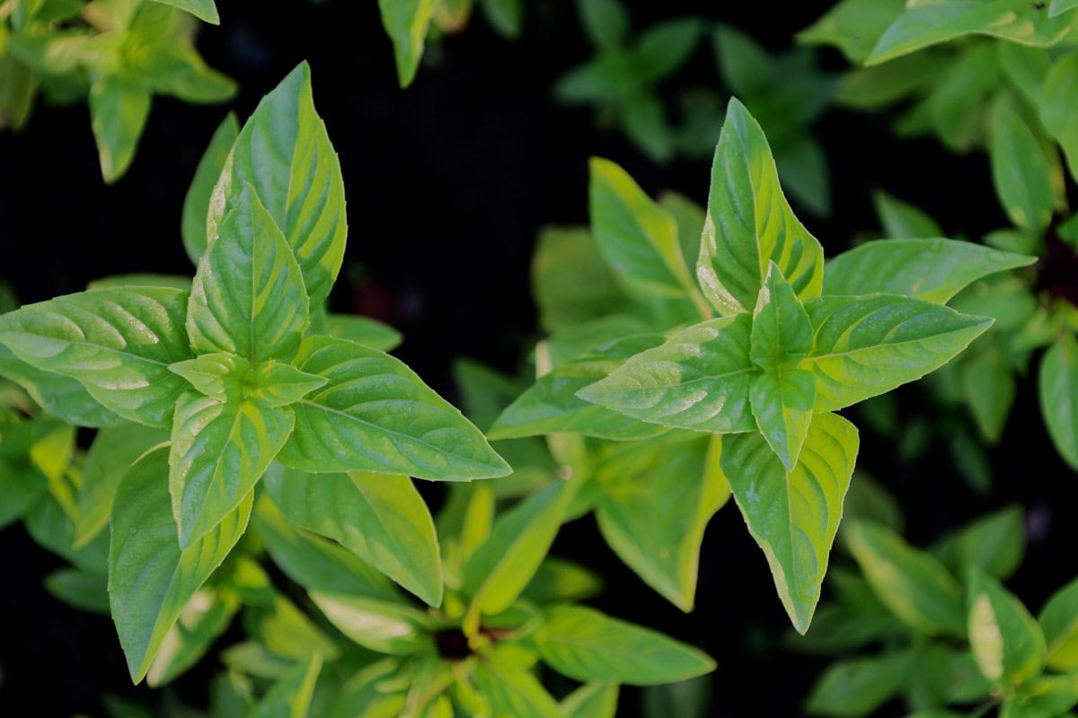 everleaf lemon basil plants