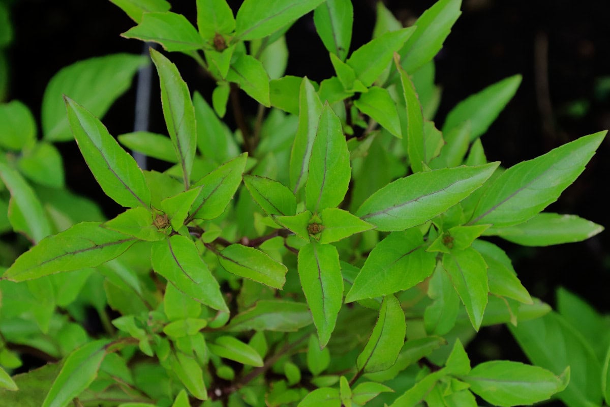 feleny basil plants