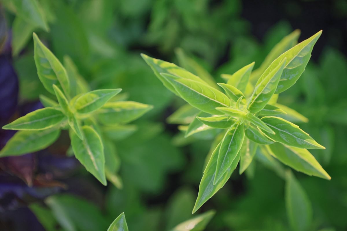 fino verde basil plants