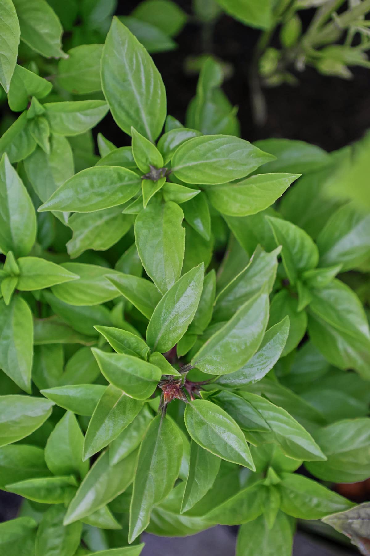 floral spires basil plants