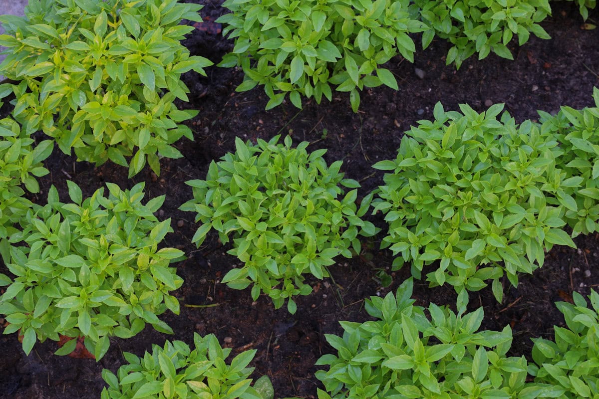 green globe basil plants