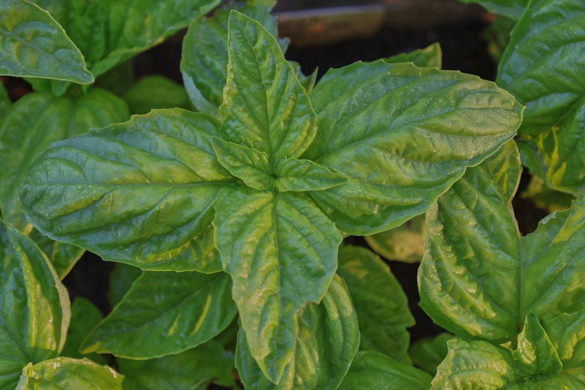 mammoth sweet basil plants