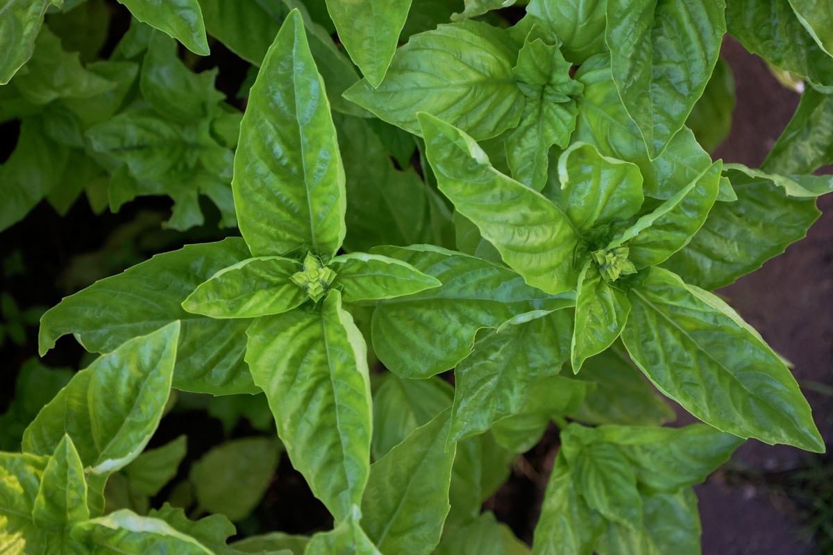 napoletano basil plants