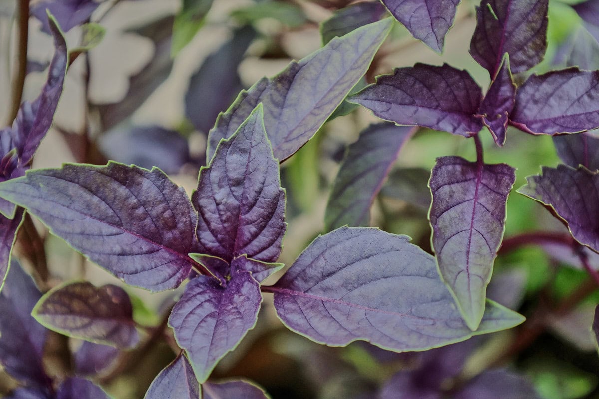 opalescent basil plants