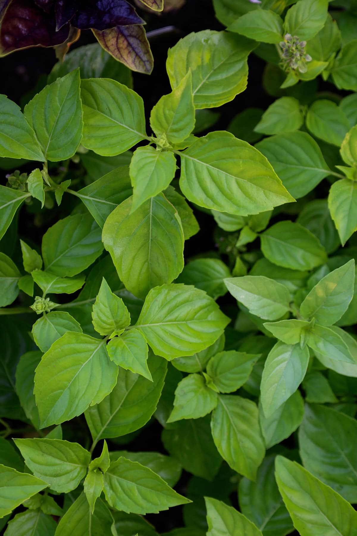peruvian and red freddy genovese basil plants
