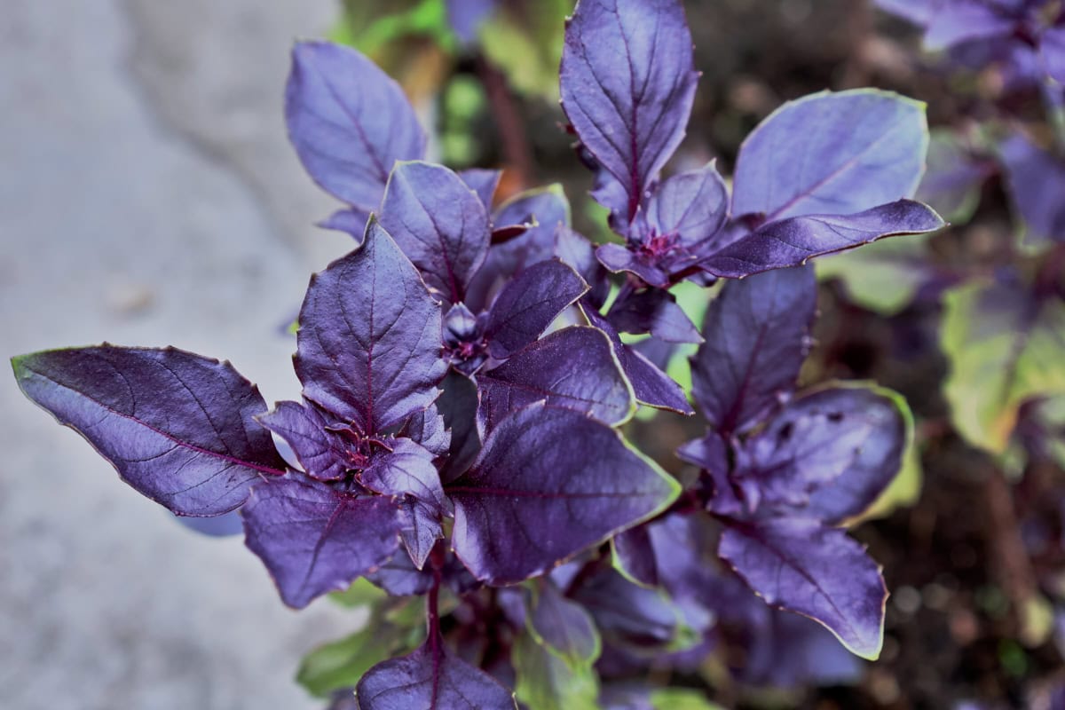 purple delight basil plants