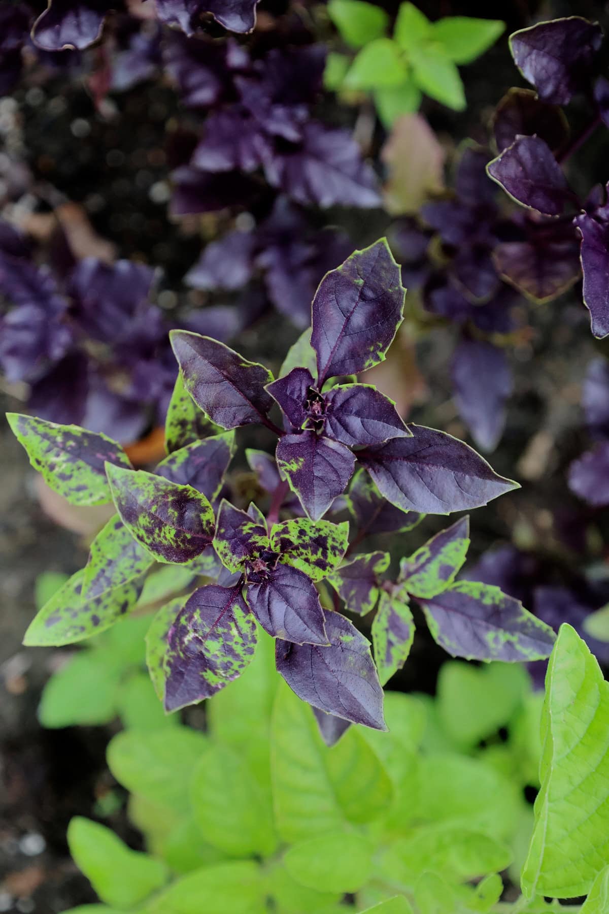 a variegated purple delight basil plant