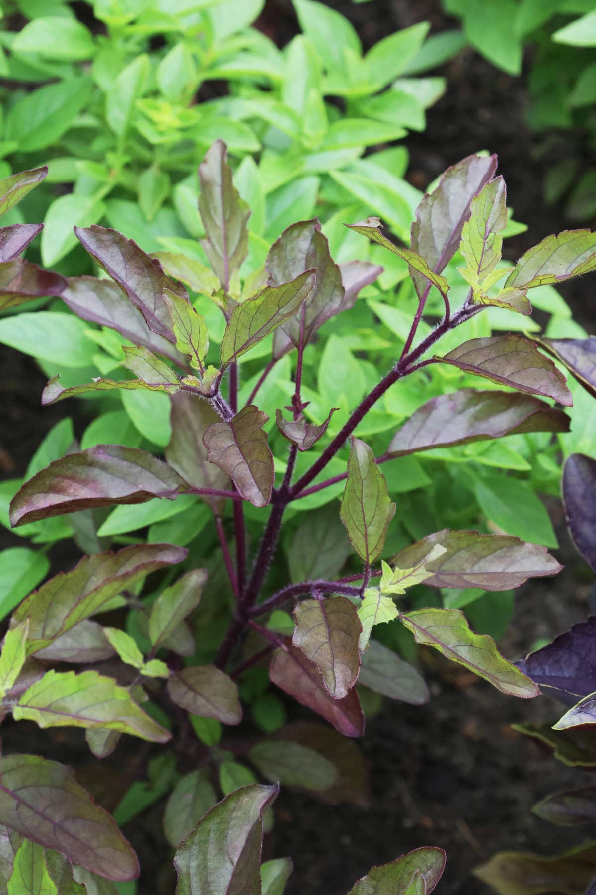 purple tulsi basil plants