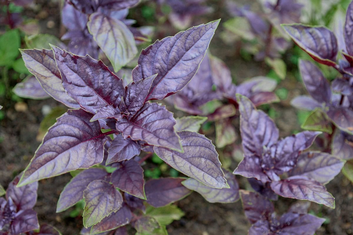 red freddy genovese plants