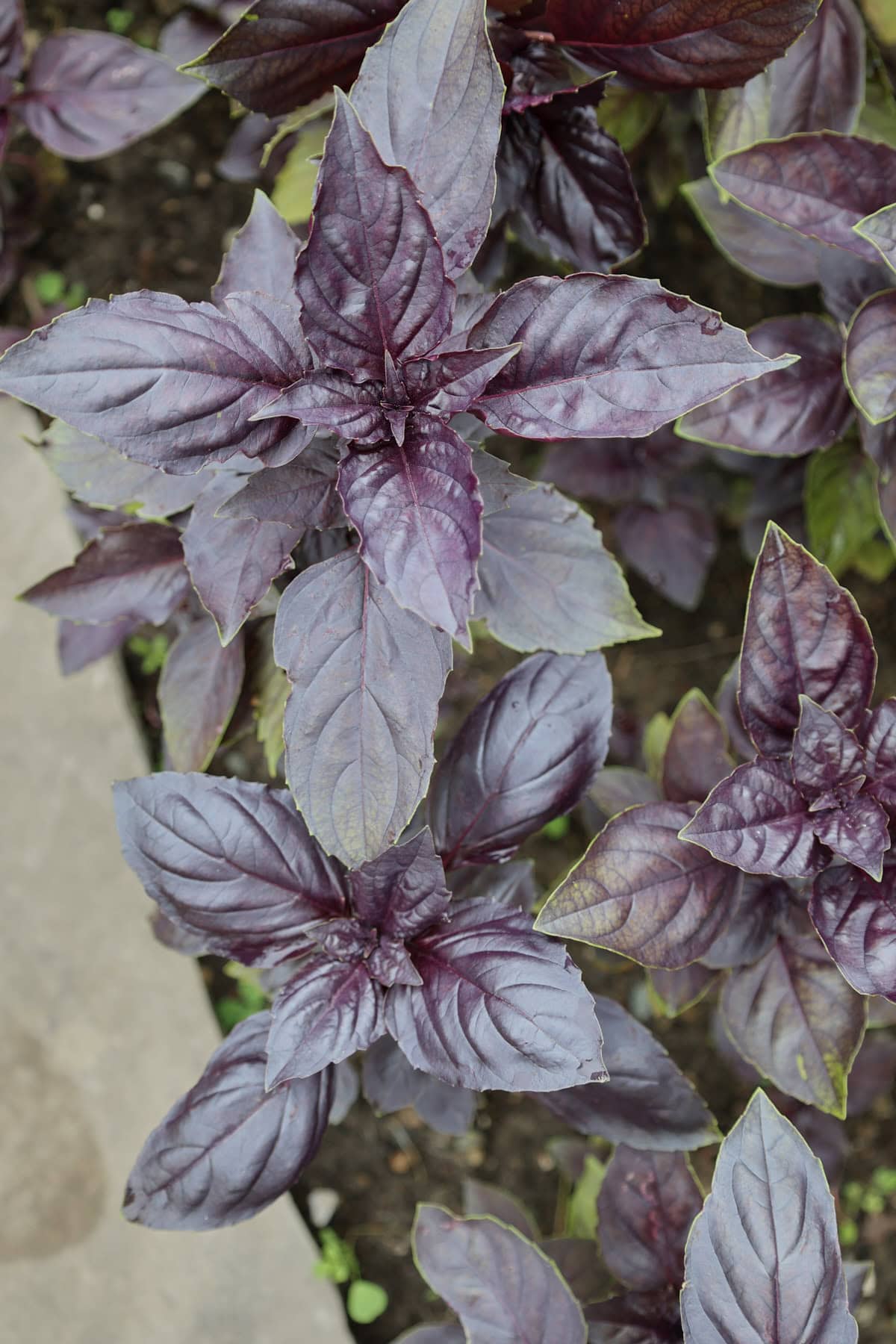 red rubin basil plants