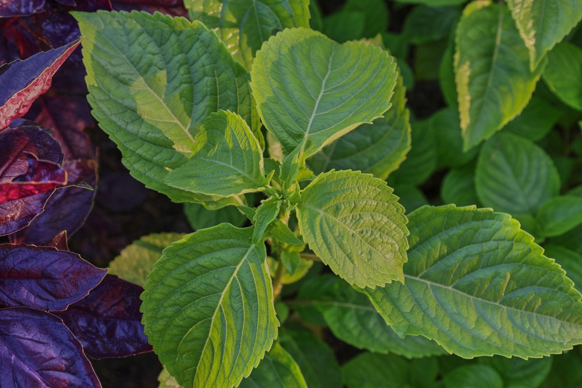 scent leaf and red rubin basil plants