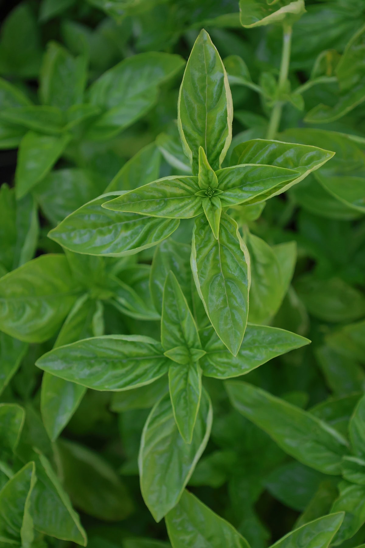 siracusa basil plants
